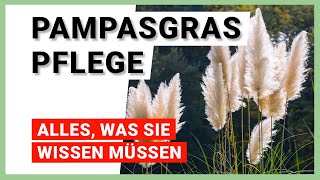 Pampasgras pflegen 7 Tipps für ein gesundes Wachstum [upl. by Kaia]