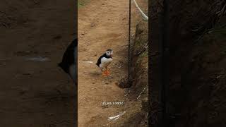 Funny Puffin on Skomer Island WALES funnyshort funnyanimalvideos puffins [upl. by Lloyd]