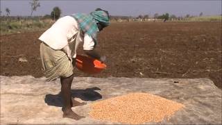 Ground nut seed treatment Kannada BAIF Karnataka [upl. by Beret203]