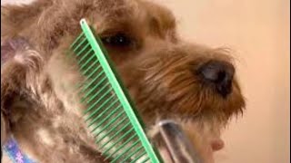 Cockapoo transformed Unedited look at how a groomer treats your dog Full Video [upl. by Lethia]