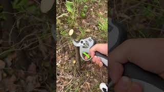 SC8611 40mm professional electric pruning shears electric cordless battery powered pruner [upl. by Eidson659]