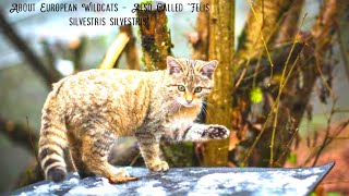 About European Wildcats – Also Called quotFelis silvestris silvestrisquot [upl. by Krefetz]