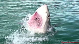 Breaching Great White Sharks Gansbaai South Africa [upl. by Putnam]