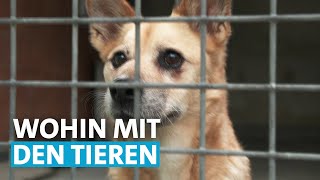 CoronaHaustiere bringen Tierheime ans Limit  Zur Sache BadenWürttemberg [upl. by Yelnikcm]