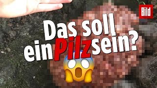 Dieses „Hirn“ kann man essen – Gruseliger Pilz wächst an Eiche [upl. by Atarman329]