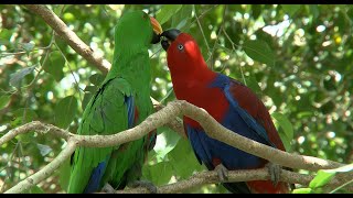 Eclectus Parrot  Australian Birds [upl. by Teak704]