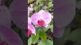 Orchid flower plant 🙏💐🪴 [upl. by Ociral616]