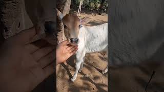 Vasru 🐄  mini vlogs day 3  song love punjabisong marathi virls [upl. by Aloivaf]