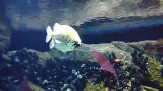 pineapple 🍍 fish adventure aquarium fish ocean special life creature love interesting [upl. by Lekcar]