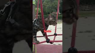 chatdrole animals cute catlover chat humour [upl. by Baumbaugh]