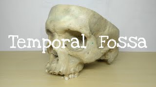 Temporal Fossa  Chart  Head and Neck  The Charsi of Medical Literature [upl. by Atirahs]