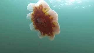 Lions Mane Jellyfish bell with no Tentacles [upl. by Ahsai]