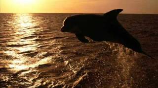 Meditation  Sounds Of Dolphins [upl. by Dawes]