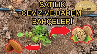 Satılık Ceviz Bahçesi Bahçeleri  3 Yıl Bakım Dahil Dönümü 15000₺  0312 310 24 04 [upl. by Abil531]