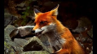 The Secret Life of Fox  Wildlife Wars Nat Geo [upl. by Teirtza830]