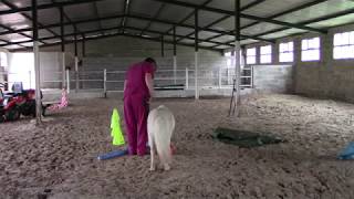 Desensitizing miniature horse for therapy work [upl. by Lotz]