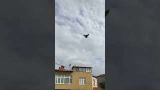 Gelişe Taban Takla Bekleyen Bir Tek Ben miyim güvercin oyunkuşu pigeon [upl. by Roose]