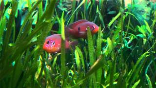 Hemichromis sp Muanda Hemichromis lifalili guarding fry [upl. by Mathian]