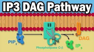 IP3 DAG Calcium Pathway [upl. by Celtic175]