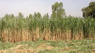 Excellente Culture fourragère au Mali  Herbe à Éléphant Miscanthus giganteus [upl. by Tik]