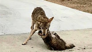 Coyote Attack the WRONG Cat and Pays it’s Price Coyote Vs Cat Fight [upl. by Haek985]