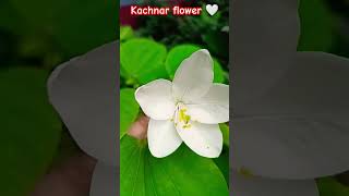 Kachnar  bauhinia acuminata flower  plant gardening natural flower short video 🍀🤍🍃🤍🍃🍀😍 [upl. by Garek]