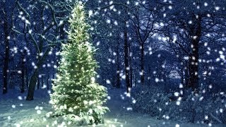 10 Hours Snowfall on Christmas Tree in the Woods  Video amp Audio 1080HD SlowTV [upl. by Nitaj]