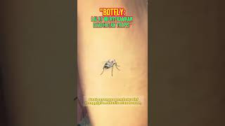 Botfly Lalat Menyeramkan dari Hutan Tropis shortsvideo botfly lalat larva hutantropis [upl. by Vere525]