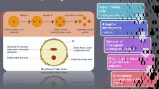 Formation microspore and megaspore [upl. by Magnuson873]