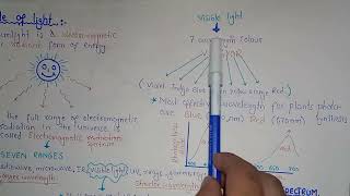 Role Of Light In Photosynthesis  Federal And Baluchistan Board  Class 11 Biology [upl. by Osner]