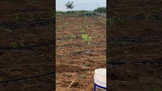 Double Hole Drip Irrigation On The Orange Fields satisfying short [upl. by Evangelin]