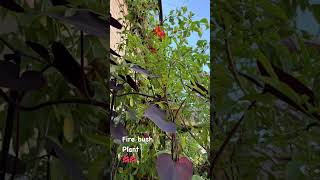 Fire Bush Plant – Ignite Your Garden with Red Blooms [upl. by Aicerg]