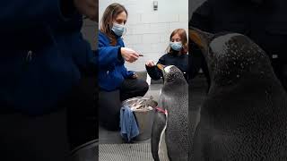 Playing with penguins at the Detroit Zoo [upl. by Franci]