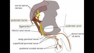 The pudendal canal Anatomy or the Alcocks canal formed in the obturator fascia [upl. by Sue]