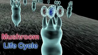 Life Cycle of Mushrooms in the Phylum Basidiomycota [upl. by Aynotahs]