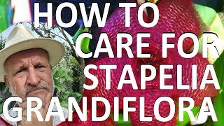 How to Care for Stapelia grandiflora  Carron Plant Starfish Flower Giant Toad Plant [upl. by Lainad116]