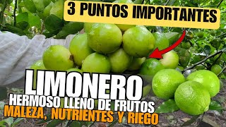 3 CLAVES INFALIBLES para un LIMONERO HERMOSO y LLENO de FRUTOS 🍋Limpieza Riego y Nutrientes🌿 [upl. by Borlase]