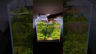 Low tech planted aquarium maintenance 🧽 aquarium aquascape fishtank aquariumhobby howto [upl. by Gusba583]