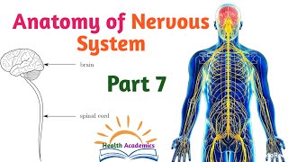 Anatomy of Nervous System Spinal Cord Supportive Video with Amharic Speech Part 7 [upl. by Gerk]