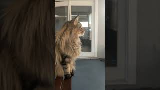 Maine Coon Chirping [upl. by Beaver]