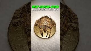 WrapAroundSpider Dolophones conifera Gagambang BakaBaka [upl. by Joacimah458]