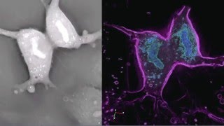 Fibroblastic Reticular Cell FRC Mitosis [upl. by Boor523]