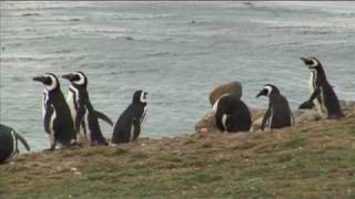 ¿Te gustan los pingüinos  Do you like penguins  australiscom  Patagonia  Cruceros Australis [upl. by Ayanad]