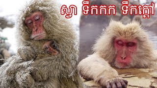 ស្វាជប៉ុន  Discovering Japanese Macaques The Fascinating Snow Monkeys of Japan [upl. by Laris]