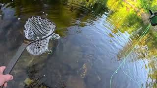 Fourth Of July Fly Fishing At Cold Brook [upl. by Atirahc]