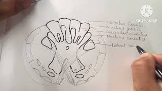 Transverse section of Medulla Oblongata at the level of pyramidal decussation [upl. by Pitts]