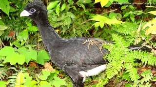 Bluebilled Currasow Call [upl. by Yluj]