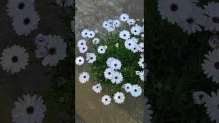 African Daisy ll Osteospermum Flowers [upl. by Darra]