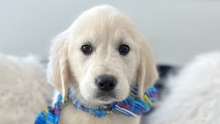 Blue bandana English cream golden retriever [upl. by Ntisuj988]