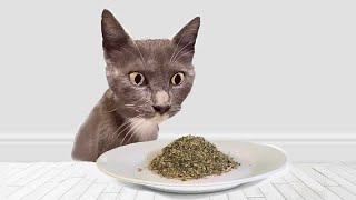 Cats Try Catnip For The First Time [upl. by Ozner]